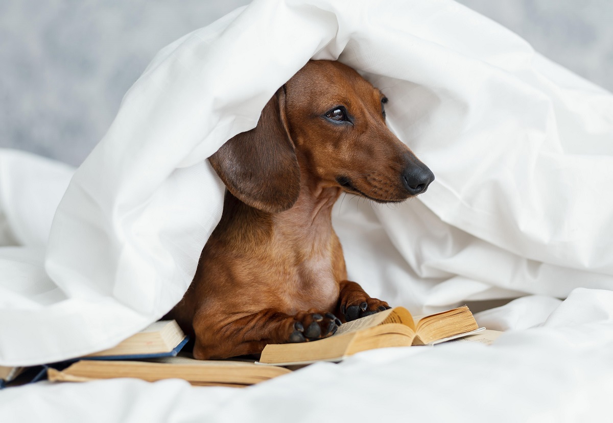 adorable dog in a bed with books